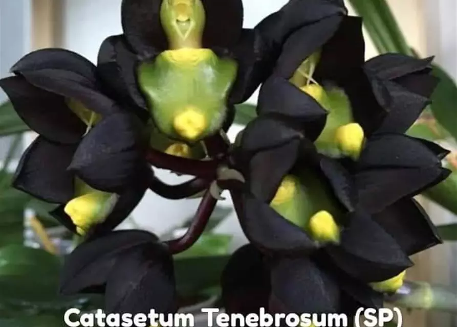 Catasetum tenebrosum