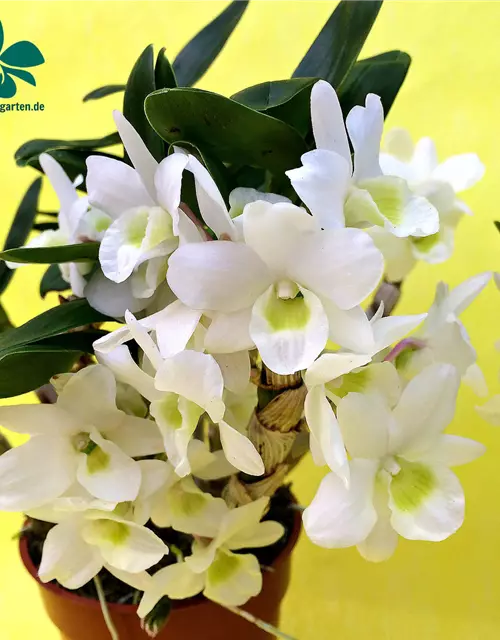 Dendrobium Angel Baby 'Love Pocket'