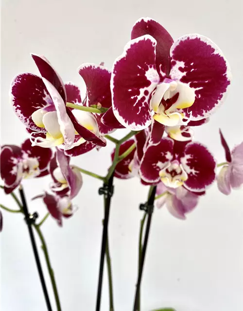 Phalaenopsis Bordeaux