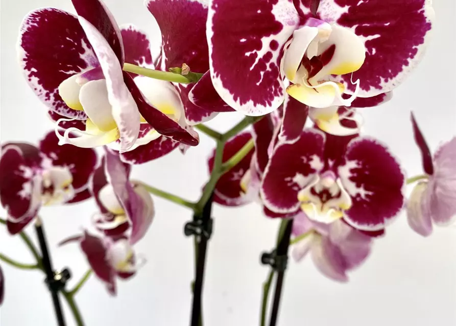 Phalaenopsis Bordeaux