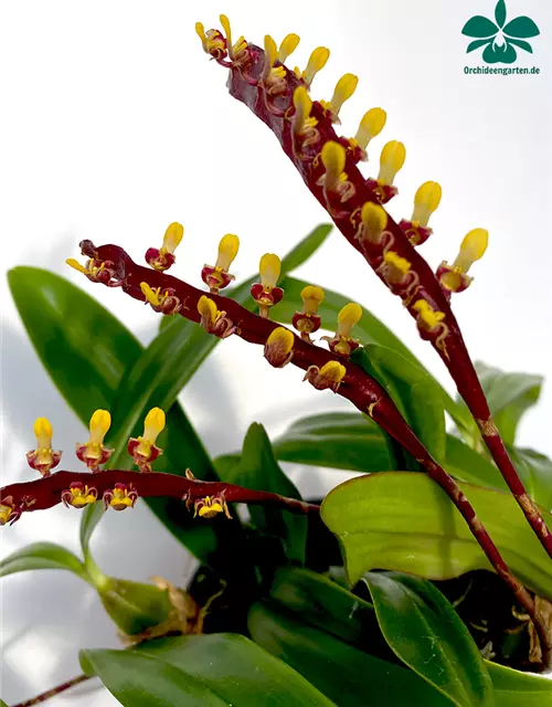 Bulbophyllum falcatum