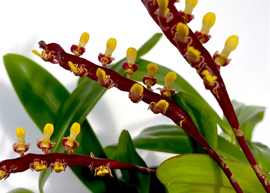 Bulbophyllum falcatum