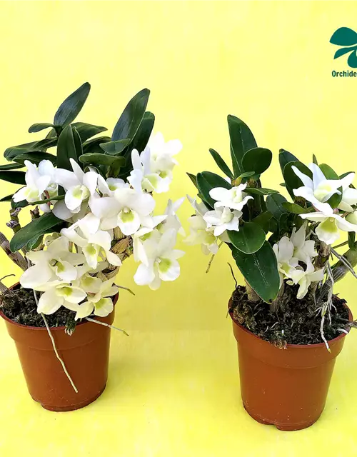 Dendrobium Angel Baby 'Love Pocket'