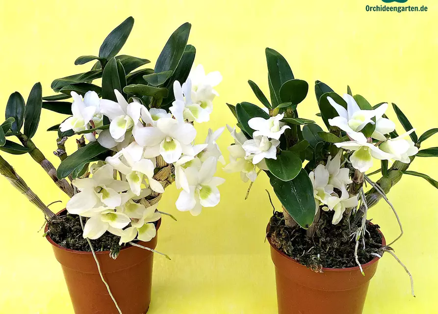 Dendrobium Angel Baby 'Love Pocket'