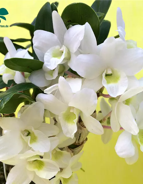 Dendrobium Angel Baby 'Love Pocket'