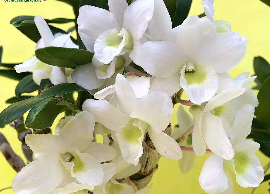 Dendrobium Angel Baby 'Love Pocket'