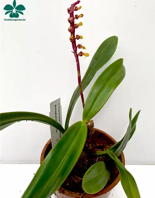 Bulbophyllum falcatum