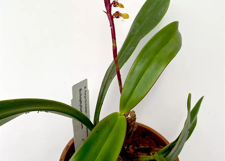 Bulbophyllum falcatum