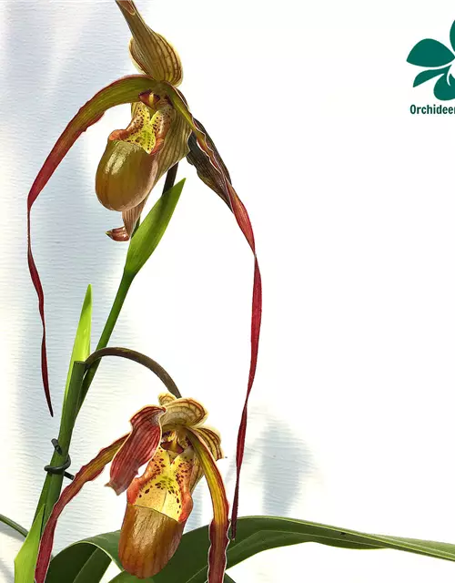 Phragmipedium Nitidissimum