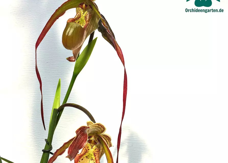 Phragmipedium Nitidissimum