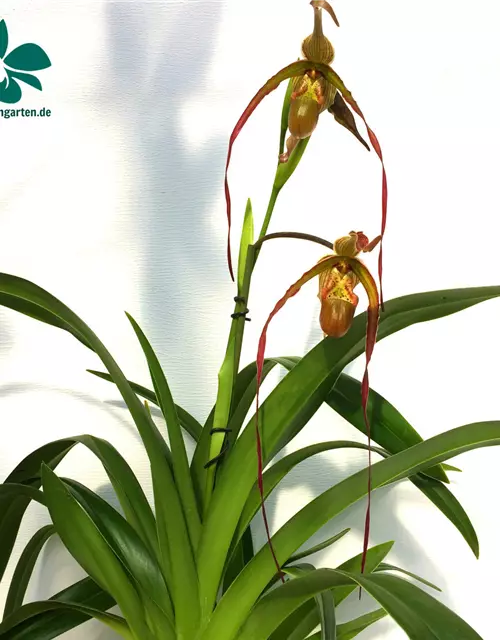 Phragmipedium Nitidissimum