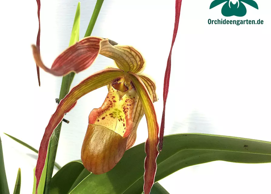 Phragmipedium Nitidissimum