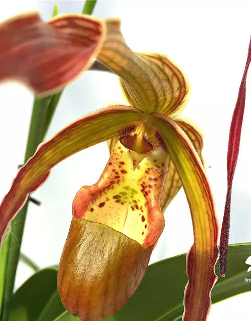 Phragmipedium Nitidissimum