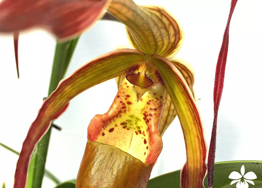 Phragmipedium Nitidissimum