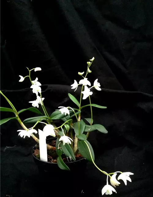 Dendrobium kingianum alba