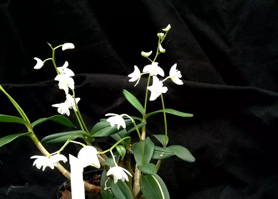 Dendrobium kingianum alba