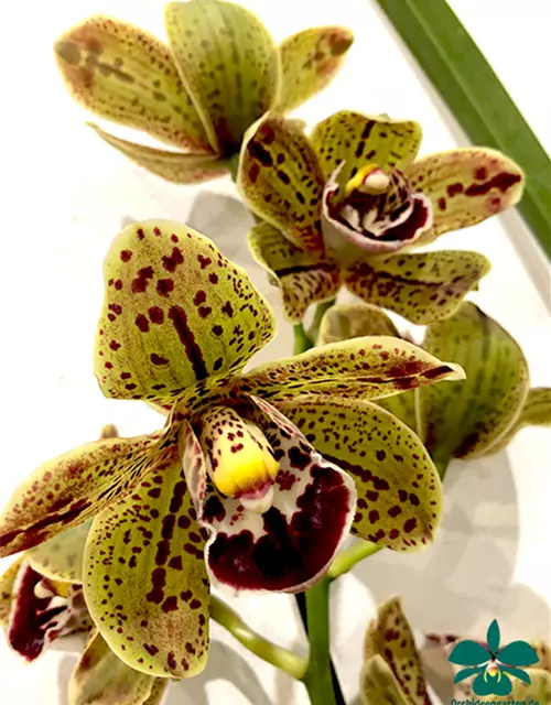 Cymbidium Hariet Ishitani ‚ Joyce‘