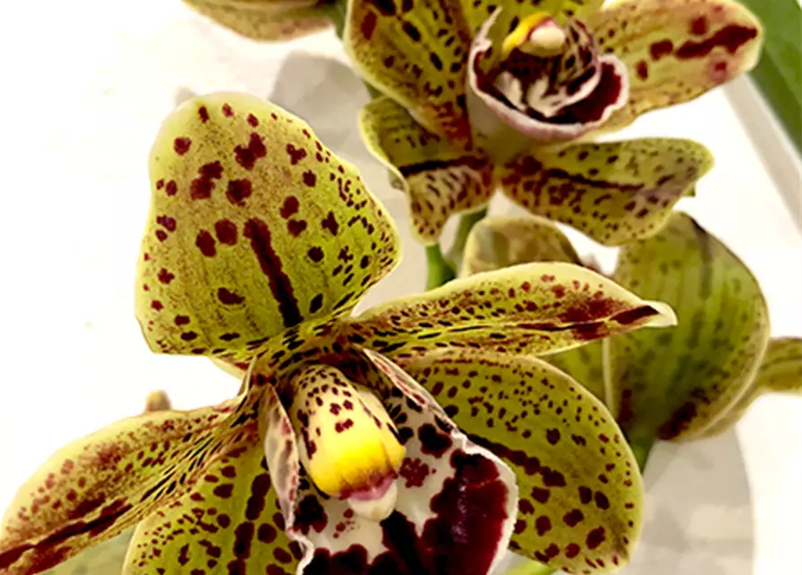 Cymbidium Hariet Ishitani ‚ Joyce‘