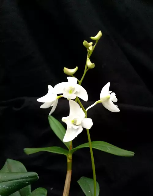 Dendrobium kingianum alba