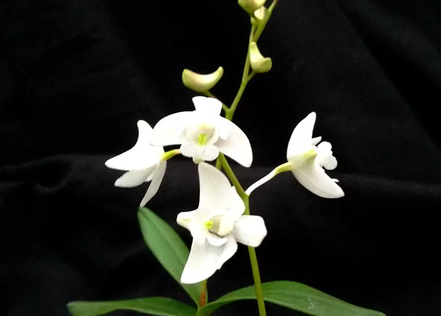 Dendrobium kingianum alba