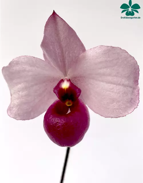 Paphiopedilum delenatii vinicolor