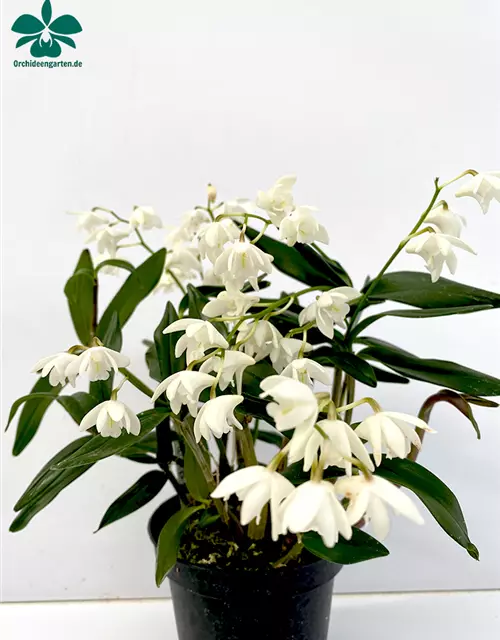 Dendrobium kingianum alba