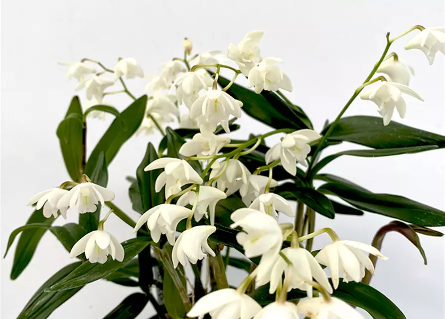 Dendrobium kingianum alba