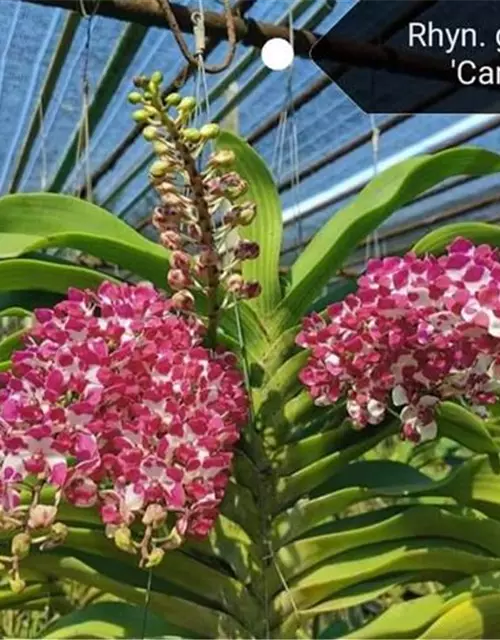 Rhynchostylis gigantea 'Cartoon' white with dark pink big spots