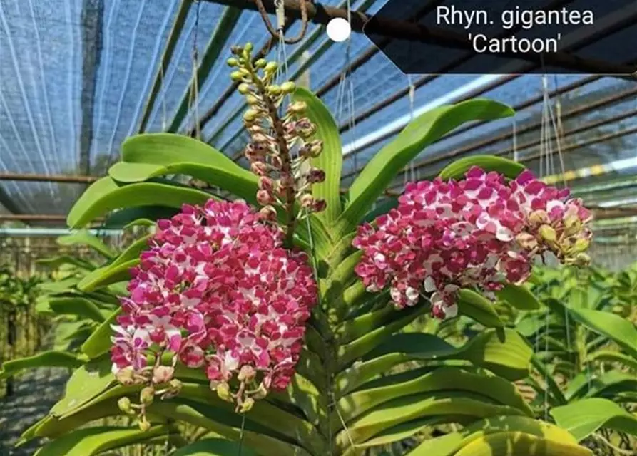 Rhynchostylis gigantea 'Cartoon' white with dark pink big spots