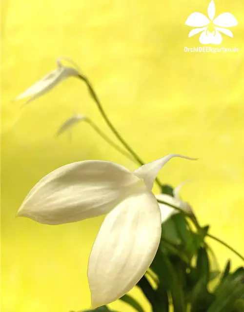 Masdevallia coccinea f. alba