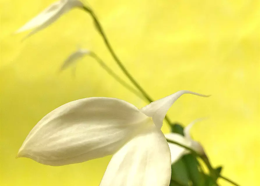 Masdevallia coccinea f. alba