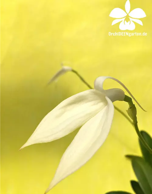 Masdevallia coccinea f. alba