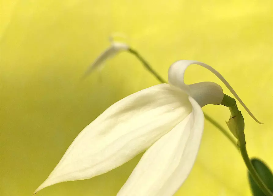 Masdevallia coccinea f. alba