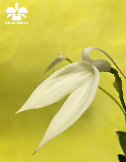 Masdevallia coccinea f. alba