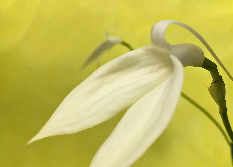 Masdevallia coccinea f. alba