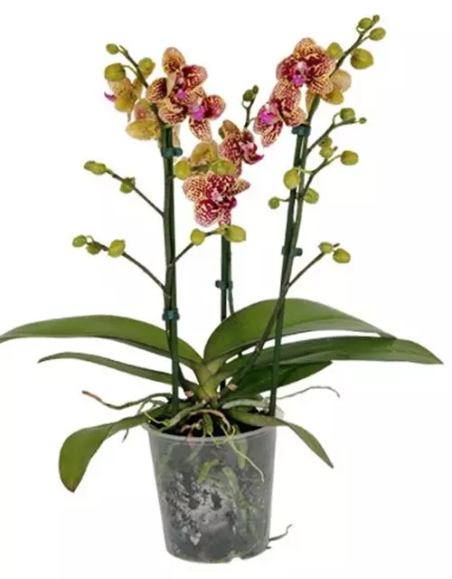 Phalaenopsis Borneo