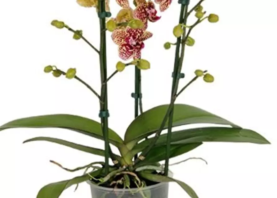 Phalaenopsis Borneo