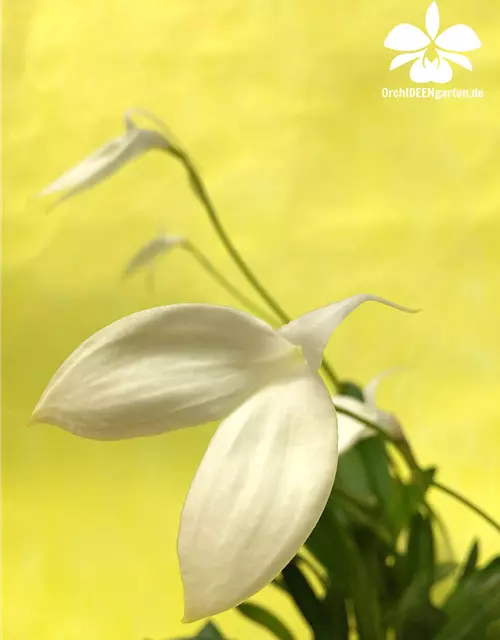 Masdevallia coccinea f. alba