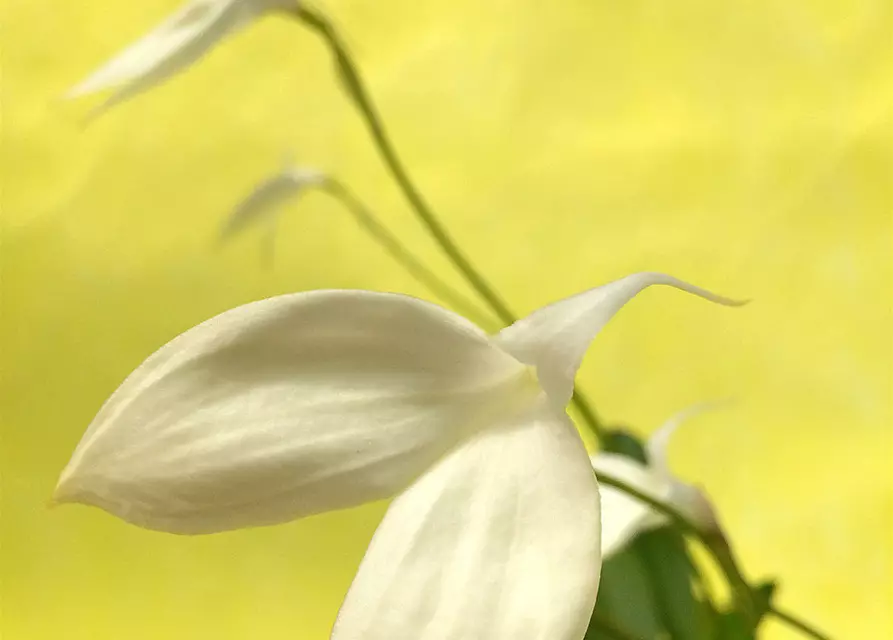 Masdevallia coccinea f. alba