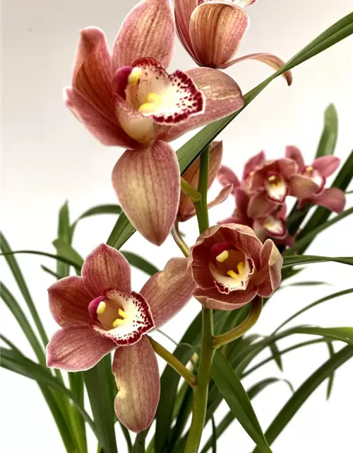 Cymbidium Alison Shaw