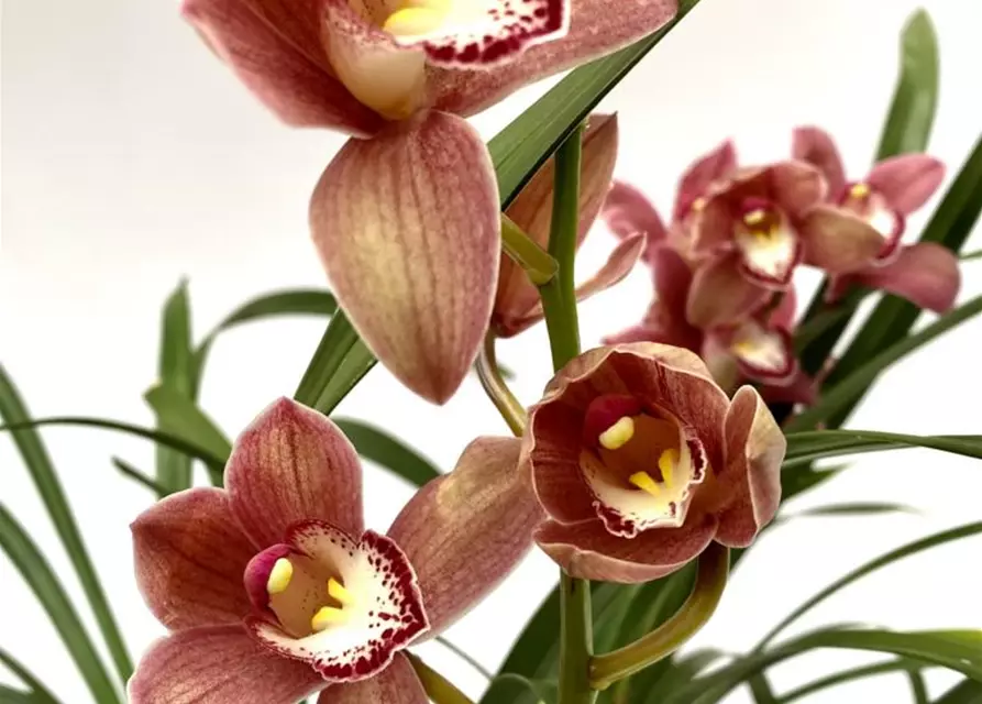 Cymbidium Alison Shaw