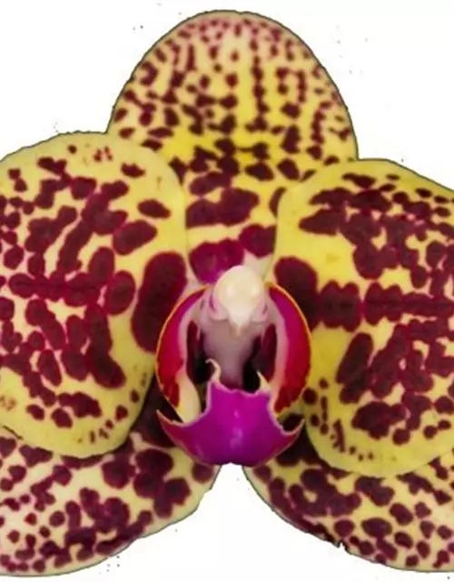 Phalaenopsis Borneo