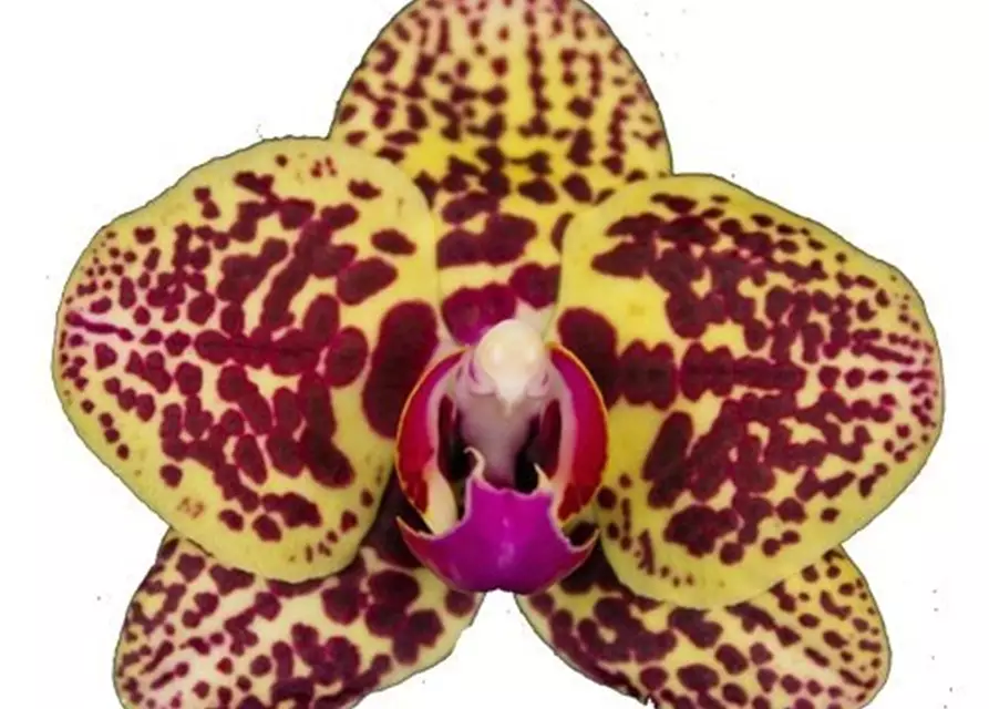 Phalaenopsis Borneo