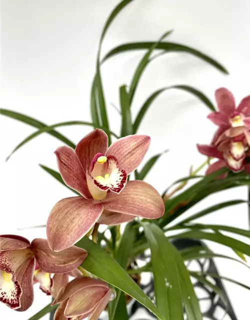 Cymbidium Alison Shaw