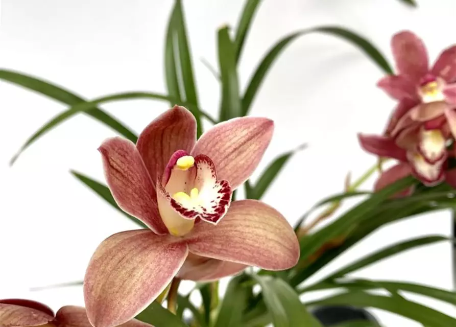 Cymbidium Alison Shaw