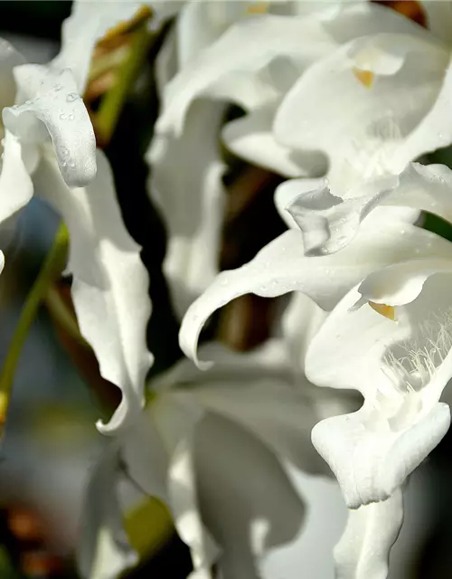 Coelogyne hololeuca (cristata var. hololeuca)