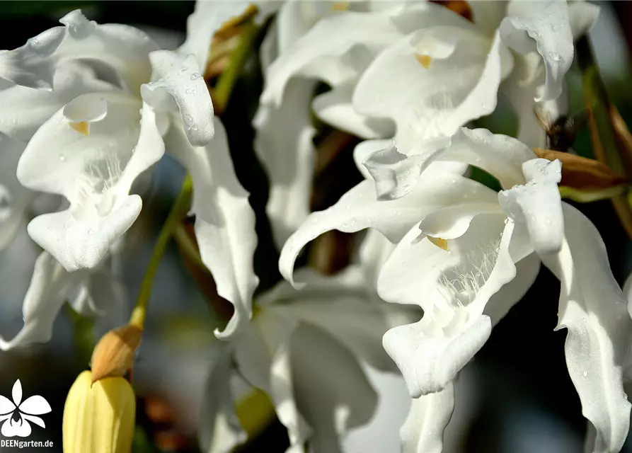 Coelogyne hololeuca (cristata var. hololeuca)