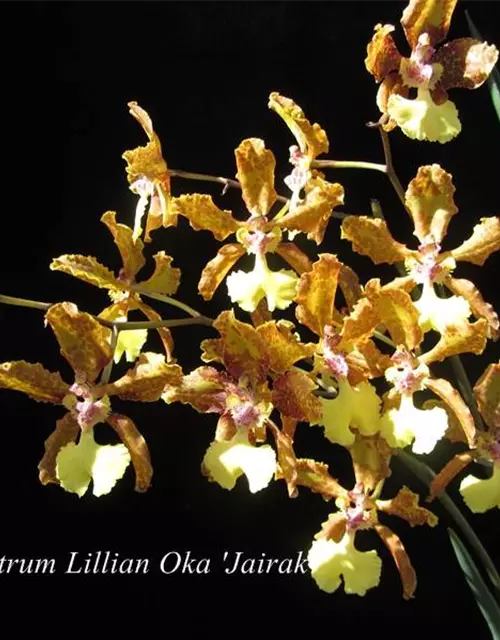 Oncidium (Trichocentrum) Lillian Oka 'Jairak'