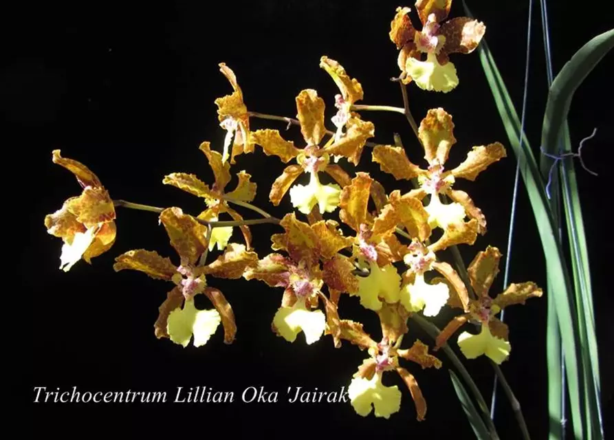 Oncidium (Trichocentrum) Lillian Oka 'Jairak'