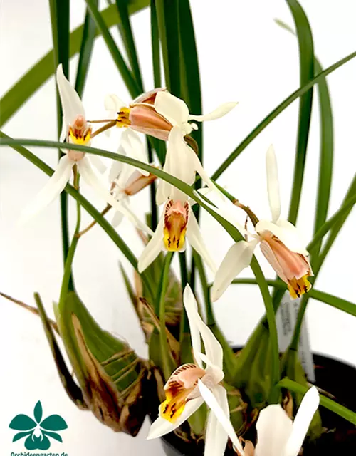 Coelogyne huettneriana